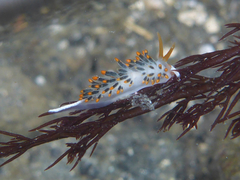 Diaphoreolis lagunae