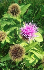 Centaurea phrygia pseudophrygia