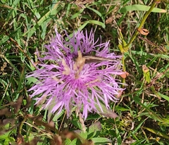 Centaurea phrygia pseudophrygia