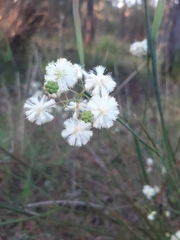 Acacia willdenowiana