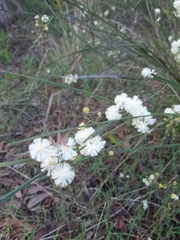 Acacia willdenowiana