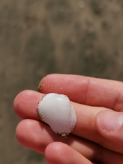 Anadara kagoshimensis