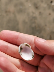 Anadara kagoshimensis