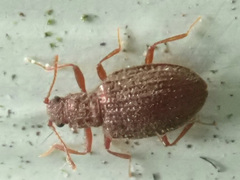Stephostethus angusticollis