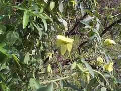 Dalechampia capensis
