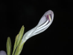 Hypoestes floribunda