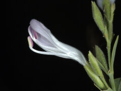Hypoestes floribunda