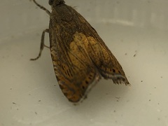 Dichrorampha bittana