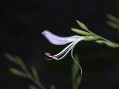 Hypoestes floribunda