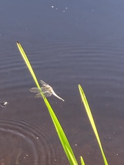 Pachydiplax longipennis