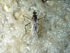 Hydrophorinae