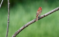 Carpodacus erythrinus grebnitskii