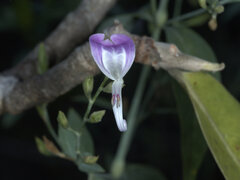 Hypoestes floribunda