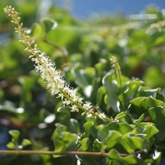 Anredera cordifolia