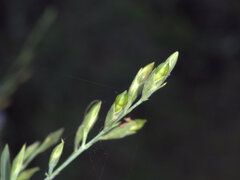 Hypoestes floribunda