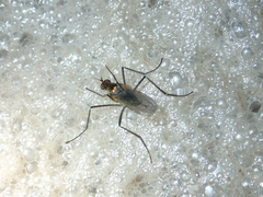 Hydrophorinae