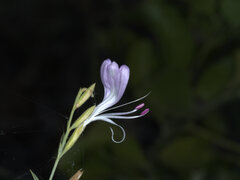 Hypoestes floribunda