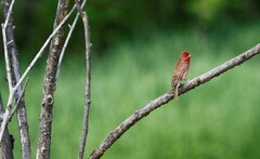 Carpodacus erythrinus grebnitskii