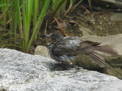 Hypsipetes amaurotis