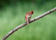 Carpodacus erythrinus grebnitskii