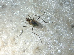 Hydrophorinae