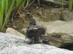 Hypsipetes amaurotis