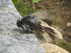 Hypsipetes amaurotis