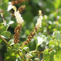 Anredera cordifolia
