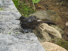 Hypsipetes amaurotis