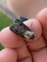 Agrotis clavis