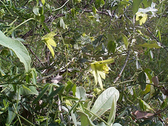 Dalechampia capensis