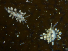 Eubranchus olivaceus