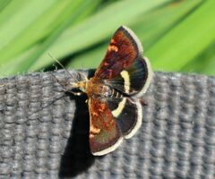 Pyrausta obfuscata