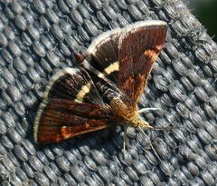 Pyrausta obfuscata
