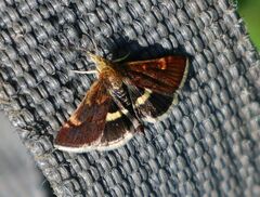 Pyrausta obfuscata