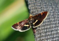 Pyrausta obfuscata