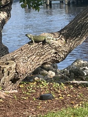 Iguana iguana