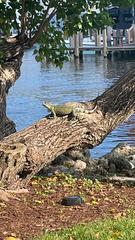 Iguana iguana