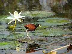 Jacana spinosa