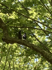 Columba livia domestica