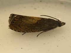 Dichrorampha bittana