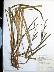 Carex dispalata