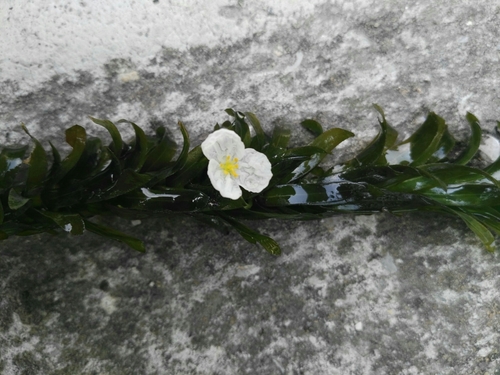 Elodea densa
