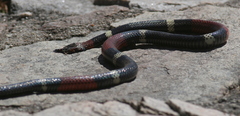 Micrurus pyrrhocryptus
