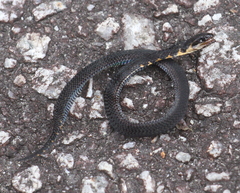 Macrocalamus gentingensis