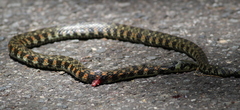 Rhabdophis tigrinus tigrinus