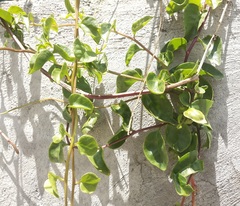 Anredera cordifolia
