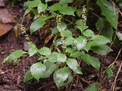 Salvia xalapensis