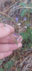Polygala tenuifolia