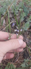 Polygala tenuifolia